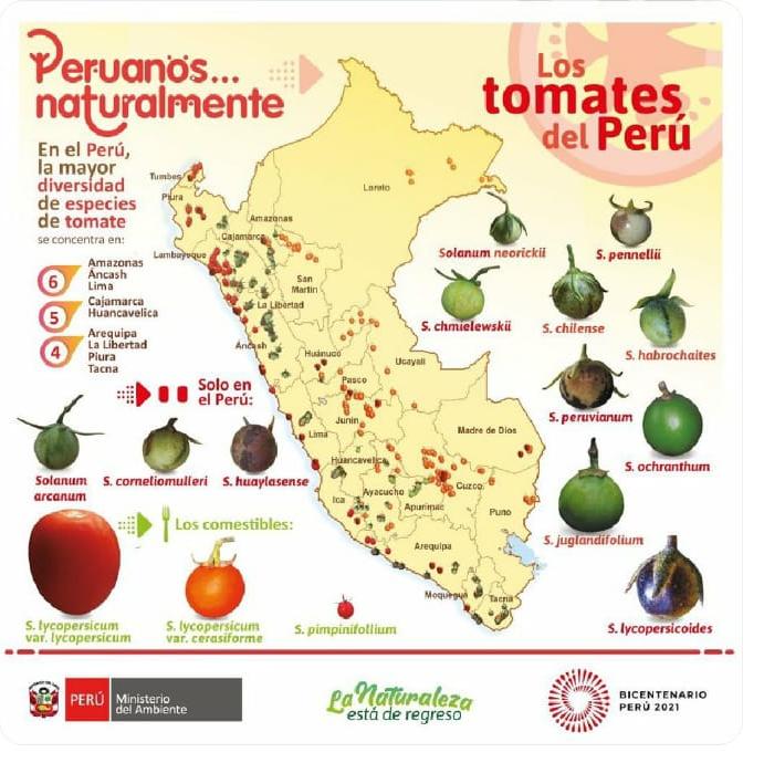 La biodiversidad del tomate en el 
      Perú